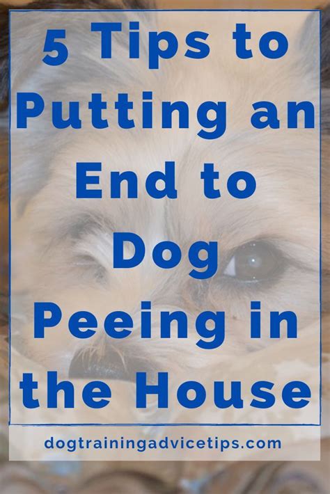 Five Tips for Stopping Dogs From Urinating on Your Fence and 